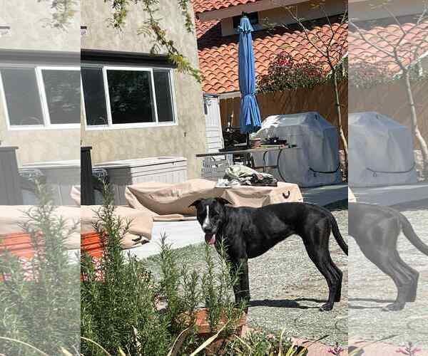 Medium Photo #6 Labrador Retriever-Unknown Mix Puppy For Sale in San Diego, CA, USA