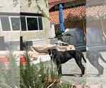 Small #5 Labrador Retriever Mix