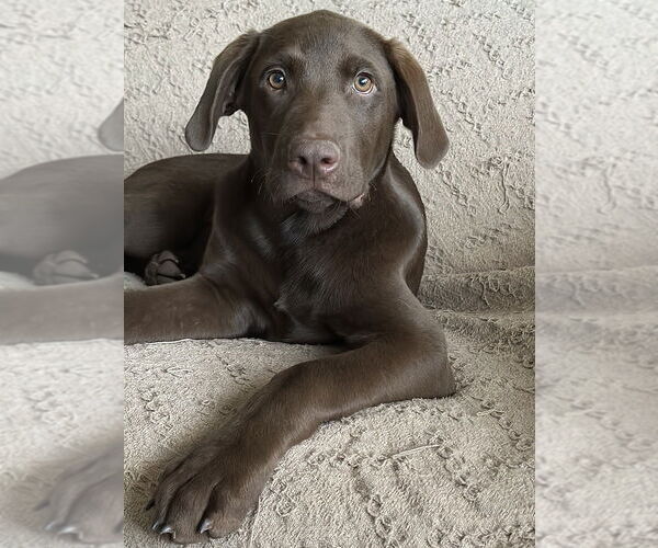Medium Photo #4 Labrador Retriever-Mountain Cur Mix Puppy For Sale in Boston, MA, USA