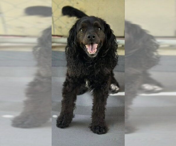 Medium Photo #1 Cocker Spaniel-Unknown Mix Puppy For Sale in Oak Bluffs, MA, USA