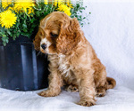 Zack - Male Cockalier Puppy for Sale - Photo #9