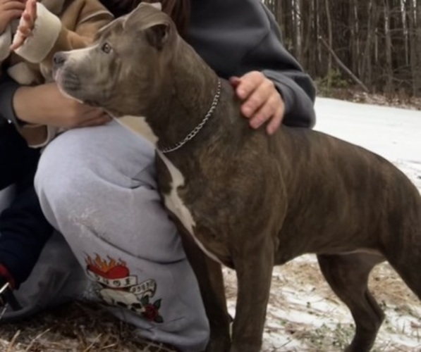 Medium Photo #1 American Bully Puppy For Sale in SANFORD, NC, USA