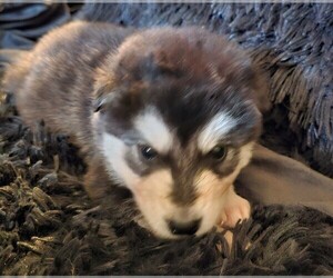 Alaskan Malamute Puppy for sale in MIDWEST CITY, OK, USA