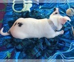 Small Photo #8 French Bullhuahua Puppy For Sale in YPSILANTI, MI, USA