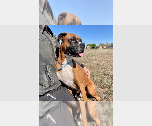 Medium Photo #2 Boxer Puppy For Sale in Austin, TX, USA