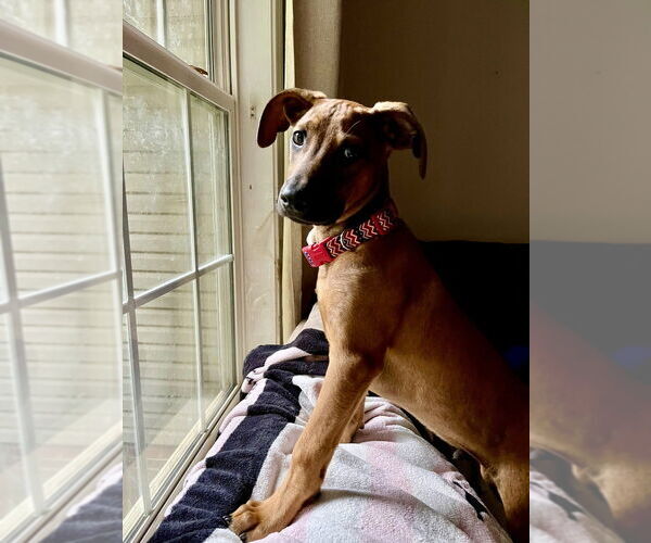 Medium Photo #7 Mutt Puppy For Sale in Mooresville, NC, USA