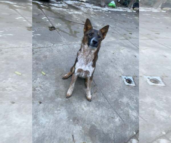 Medium Photo #2 Mutt Puppy For Sale in Crystal, MN, USA