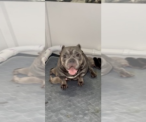 Mother of the American Bully puppies born on 10/30/2022