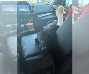 Mimi - Female Labrador Retriever-Unknown Mix Dog for Adoption - Photo #4