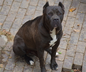 Father of the Cane Corso puppies born on 07/30/2025