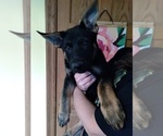 Small Photo #2 German Shepherd Dog Puppy For Sale in BEAVER FALLS, PA, USA