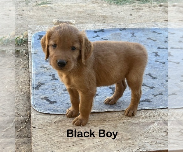 Medium Photo #8 Golden Retriever Puppy For Sale in FRESNO, CA, USA
