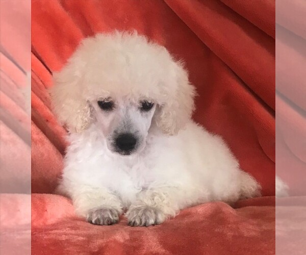 Medium Photo #1 Poodle (Toy) Puppy For Sale in FORT MORGAN, CO, USA