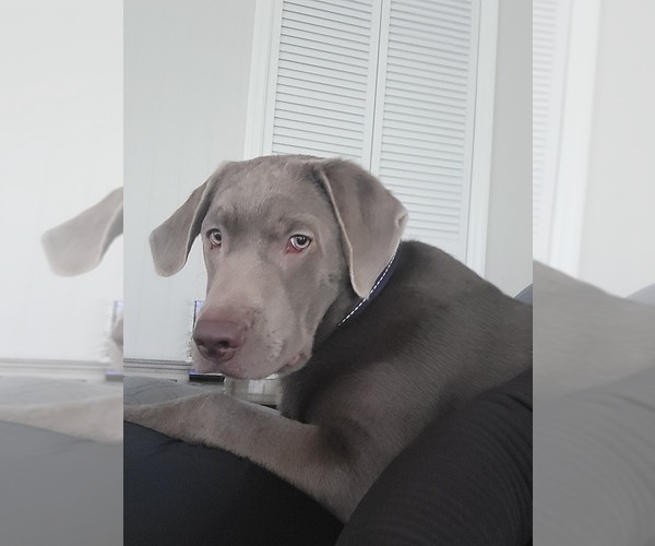 Medium Photo #2 Labrador Retriever Puppy For Sale in CRAWFORDSVILLE, IN, USA