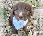 Small Photo #2 Bordoodle Puppy For Sale in FAIR OAKS, CA, USA