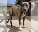 Small Staffordshire Bull Terrier Mix