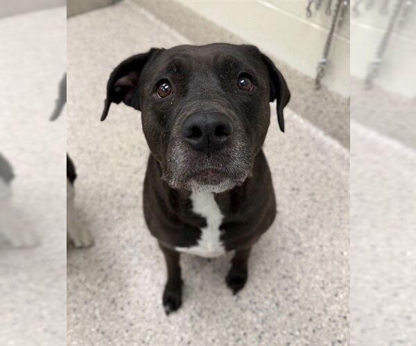 Medium Photo #1 Mutt Puppy For Sale in Brighton, CO, USA