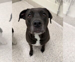 Mutt Dogs for adoption in Brighton, CO, USA