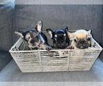 Small Photo #65 French Bulldog Puppy For Sale in DALLAS, TX, USA
