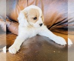 Small Photo #12 Cavapoo Puppy For Sale in FRESNO, OH, USA