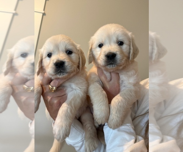 Medium Photo #9 English Cream Golden Retriever Puppy For Sale in BYRON CENTER, MI, USA