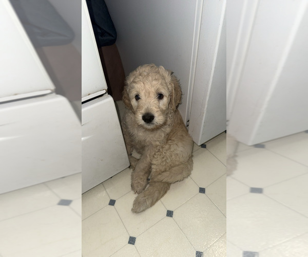 Medium Photo #1 Goldendoodle Puppy For Sale in TOLEDO, OH, USA