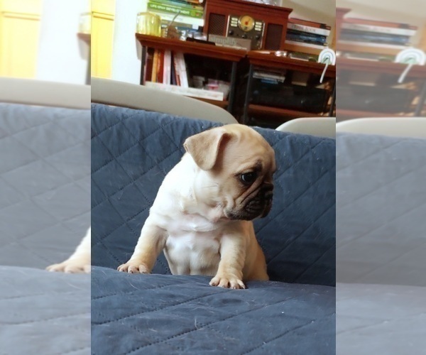 Medium Photo #44 French Bulldog Puppy For Sale in MANHATTAN, NY, USA