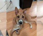 Small #1 Border-Aussie