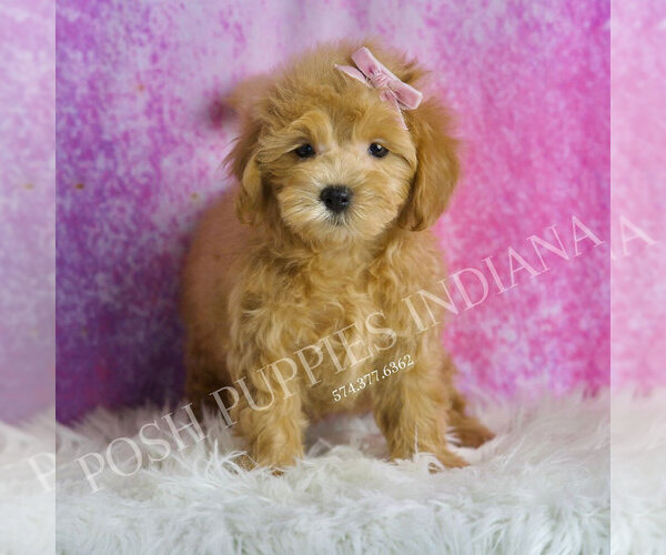Medium Photo #2 Maltipoo (Toy) Puppy For Sale in WARSAW, IN, USA