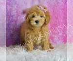 Small Photo #45 Maltipoo (Toy) Puppy For Sale in WARSAW, IN, USA