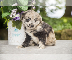 Poo-Shi Litter for sale in SHREVE, OH, USA