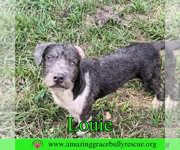 Medium Photo #7 American Bulldog-Unknown Mix Puppy For Sale in Pensacola, FL, USA