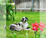 Small #2 Great Dane