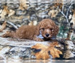 Small #7 Cavapoo (Miniature)