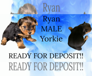 Yorkshire Terrier Puppy for sale in AZLE, TX, USA