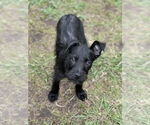 Small #2 Jack Russell Terrier Mix