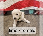 Puppy LIME English Cream Golden Retriever