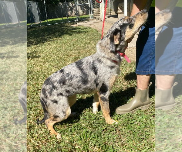 Medium Photo #4 Australian Shepherd-Unknown Mix Puppy For Sale in Canton, CT, USA