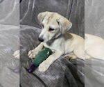 Small #9 Huskies -Labrador Retriever Mix