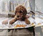 Puppy Oakley   Orange Poodle (Standard)