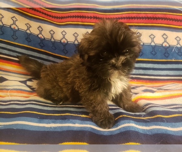 Medium Photo #4 Shih Tzu Puppy For Sale in MOUNTAIN GROVE, MO, USA