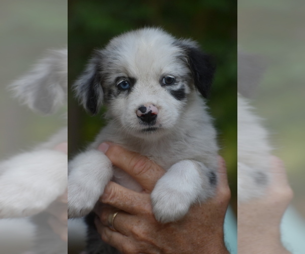 Medium Photo #1 Australian Shepherd Puppy For Sale in DANVILLE, AR, USA