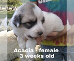 Small Photo #6 Great Pyrenees Puppy For Sale in HILLSVILLE, VA, USA