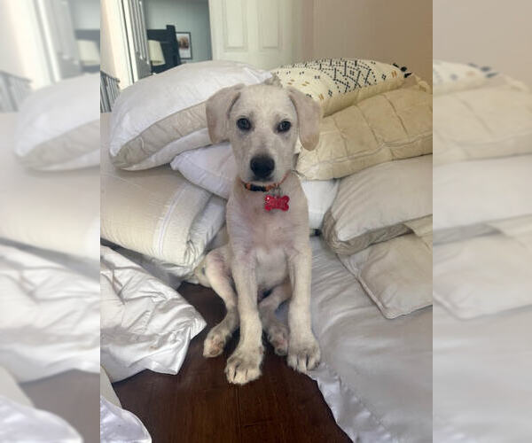 Medium Photo #2 Labrador Retriever-Unknown Mix Puppy For Sale in San Diego, CA, USA