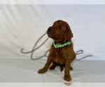 Small #3 Goldendoodle