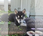 Small #8 Alaskan Husky
