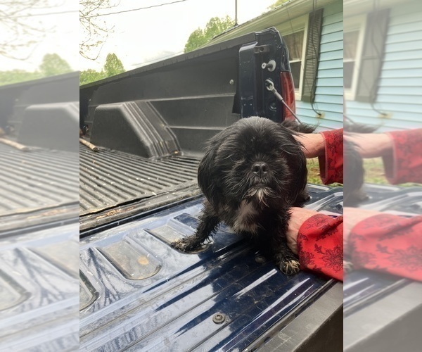 Medium Photo #1 Shih Tzu Puppy For Sale in DUFF, TN, USA