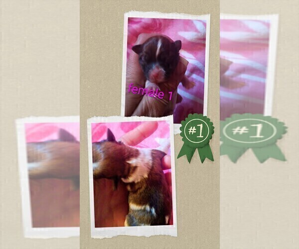 Medium Photo #3 Morkie-Yorkshire Terrier Mix Puppy For Sale in WOBURN, MA, USA