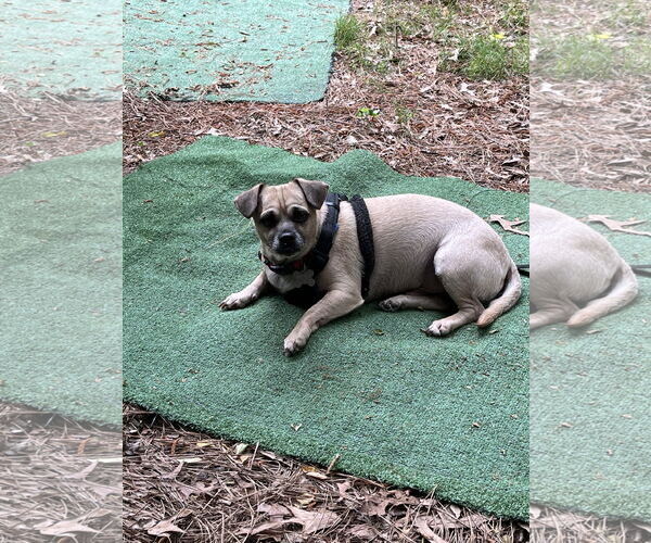 Medium Photo #7 Pug-Unknown Mix Puppy For Sale in Holly Springs, NC, USA