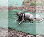 Small #6 Pug Mix